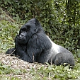 Gorilla